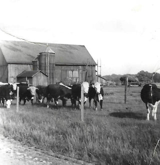 Hereford cattle graze near the barn on the DeGlopper family farm on Fix Road, Grand Island.